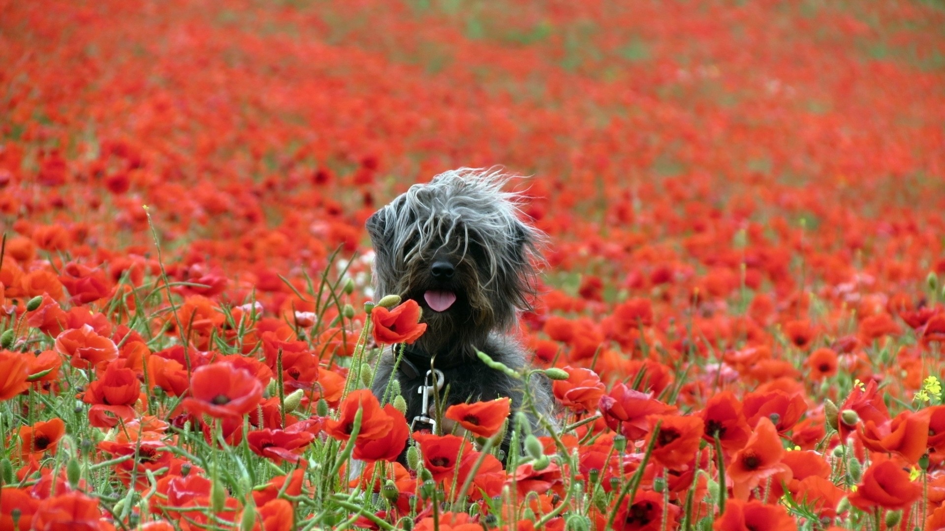 dog poppies nature