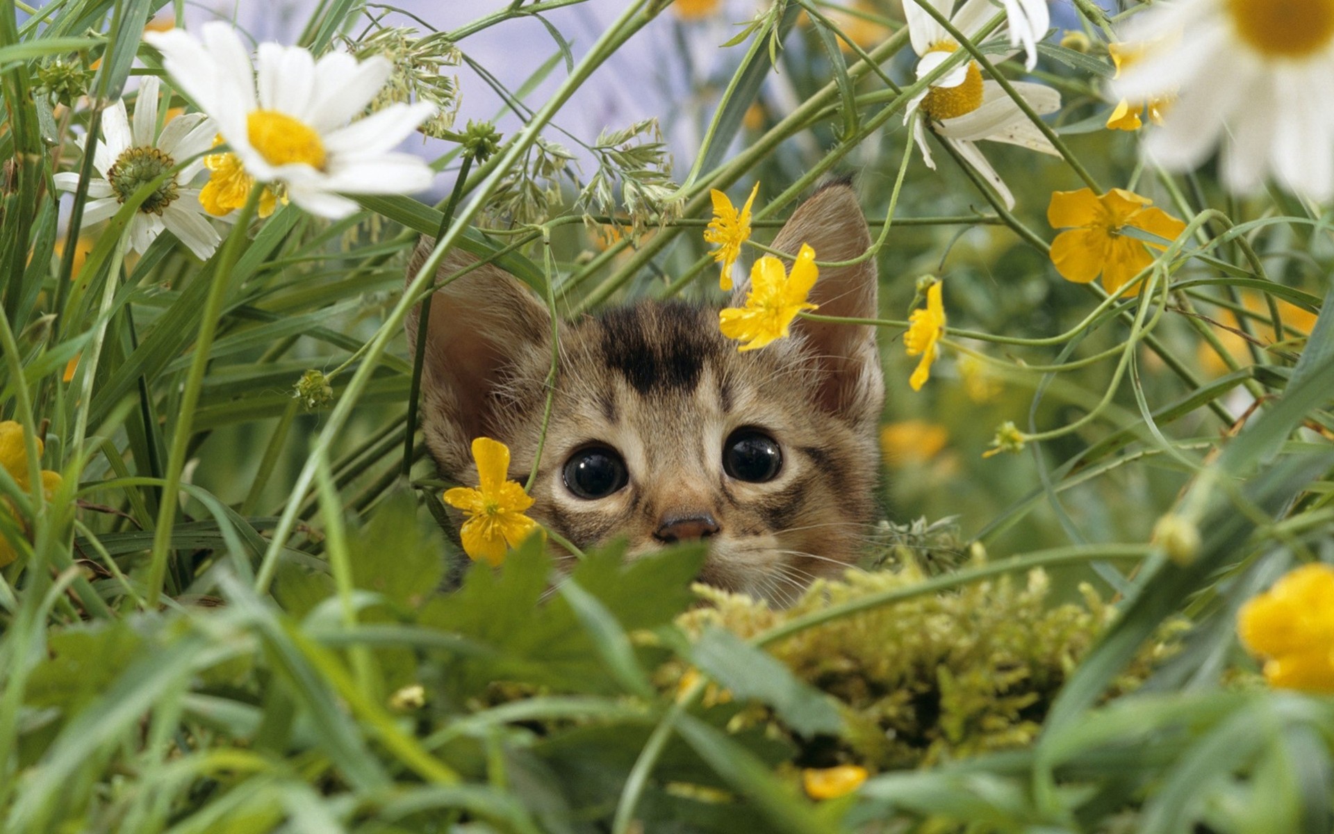 gatos verano flores niños