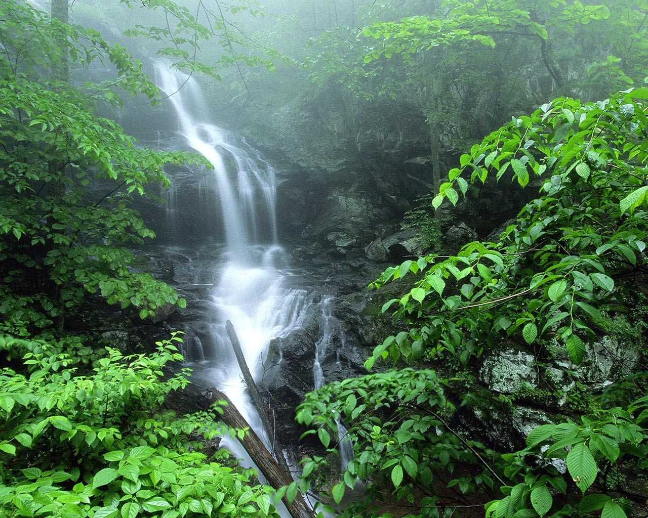 cascade feuillage nature