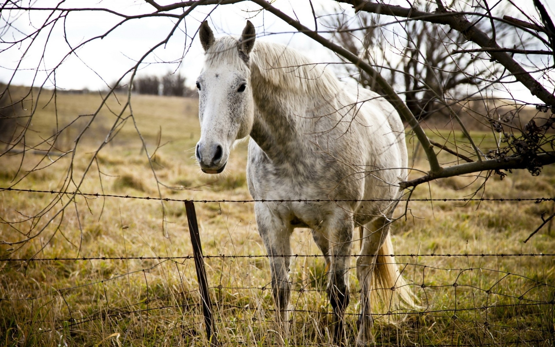 caballo hierba cerca árbol