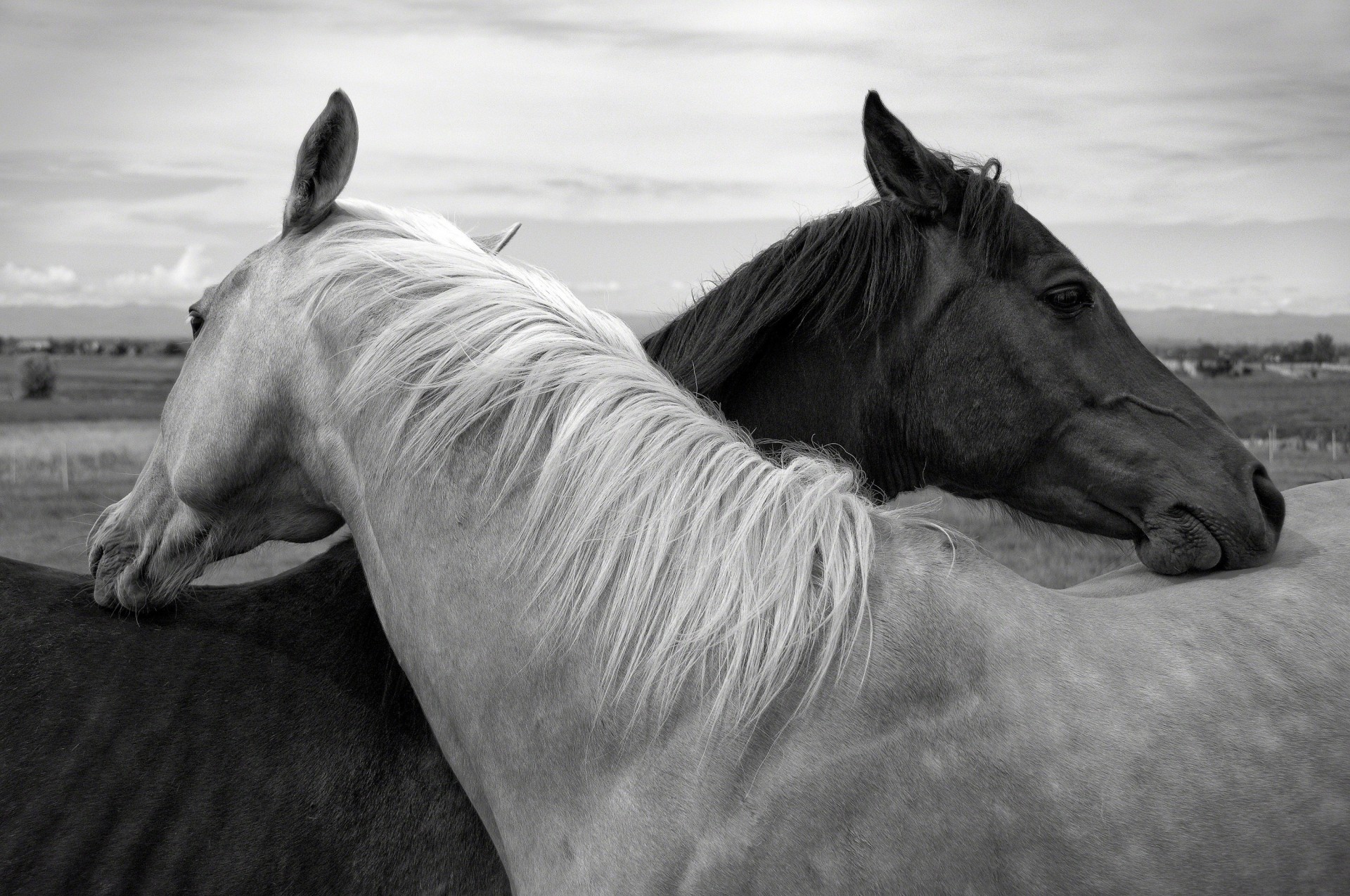 amistad ternura caballos blanco y negro