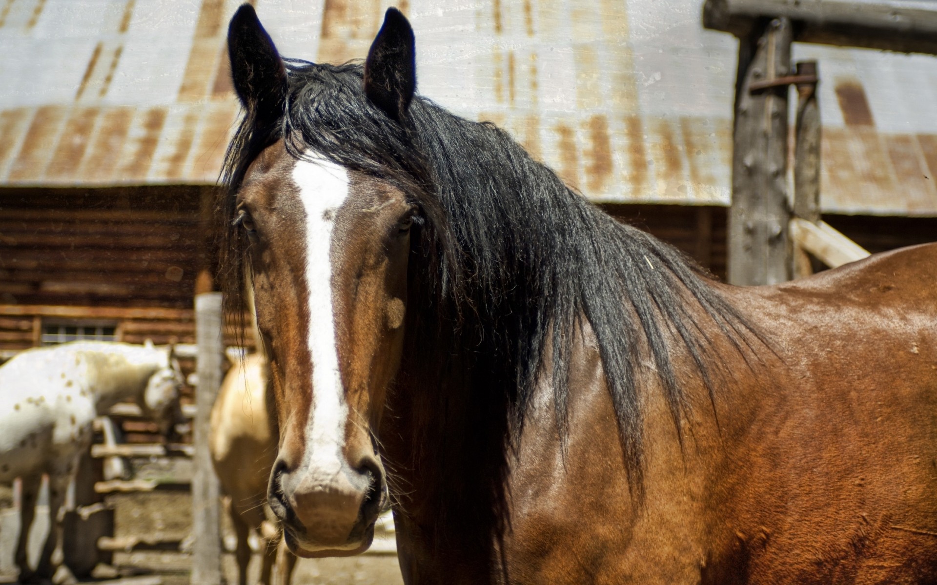 caballo dientes vista melena