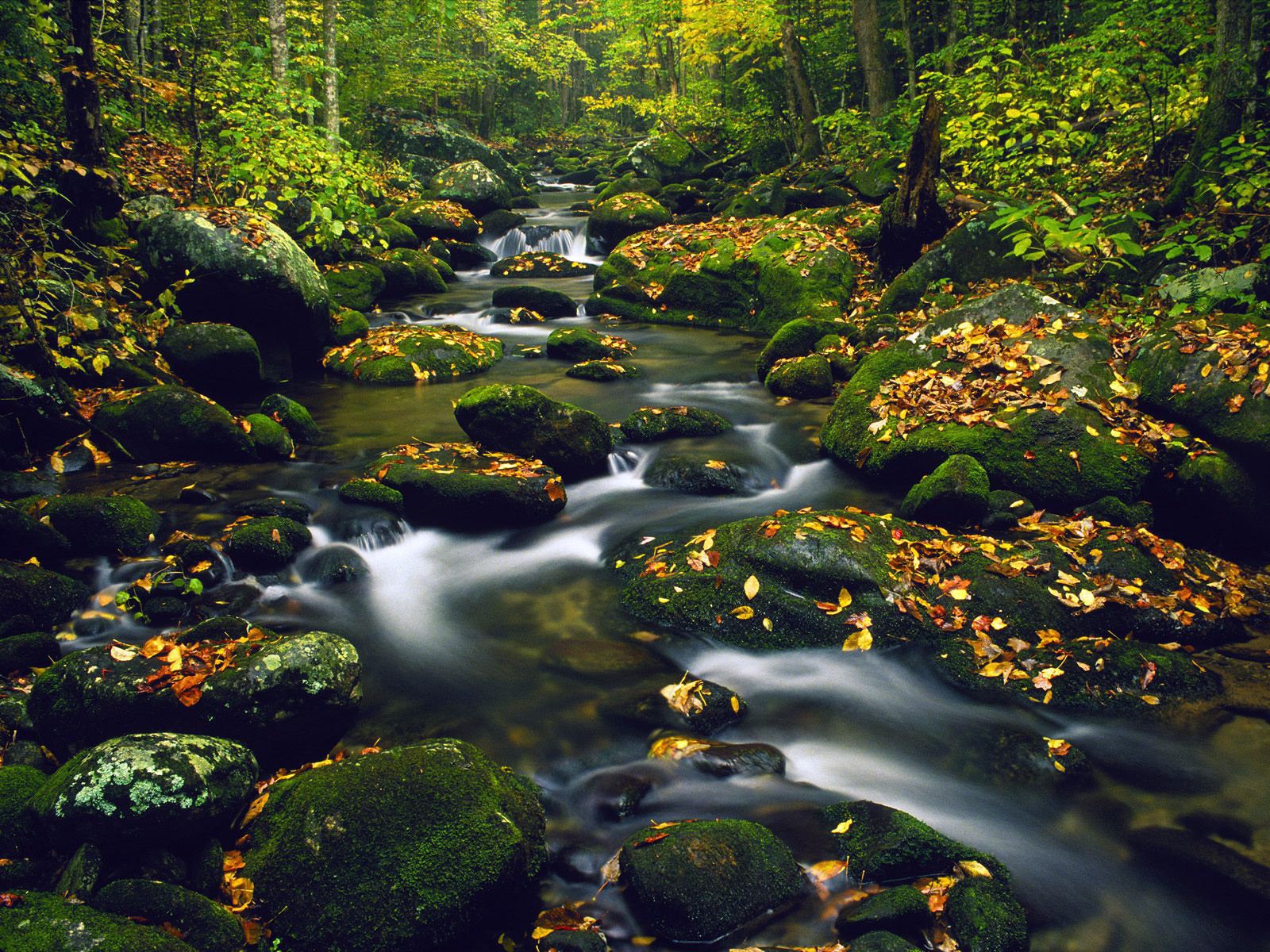 creek stones feed