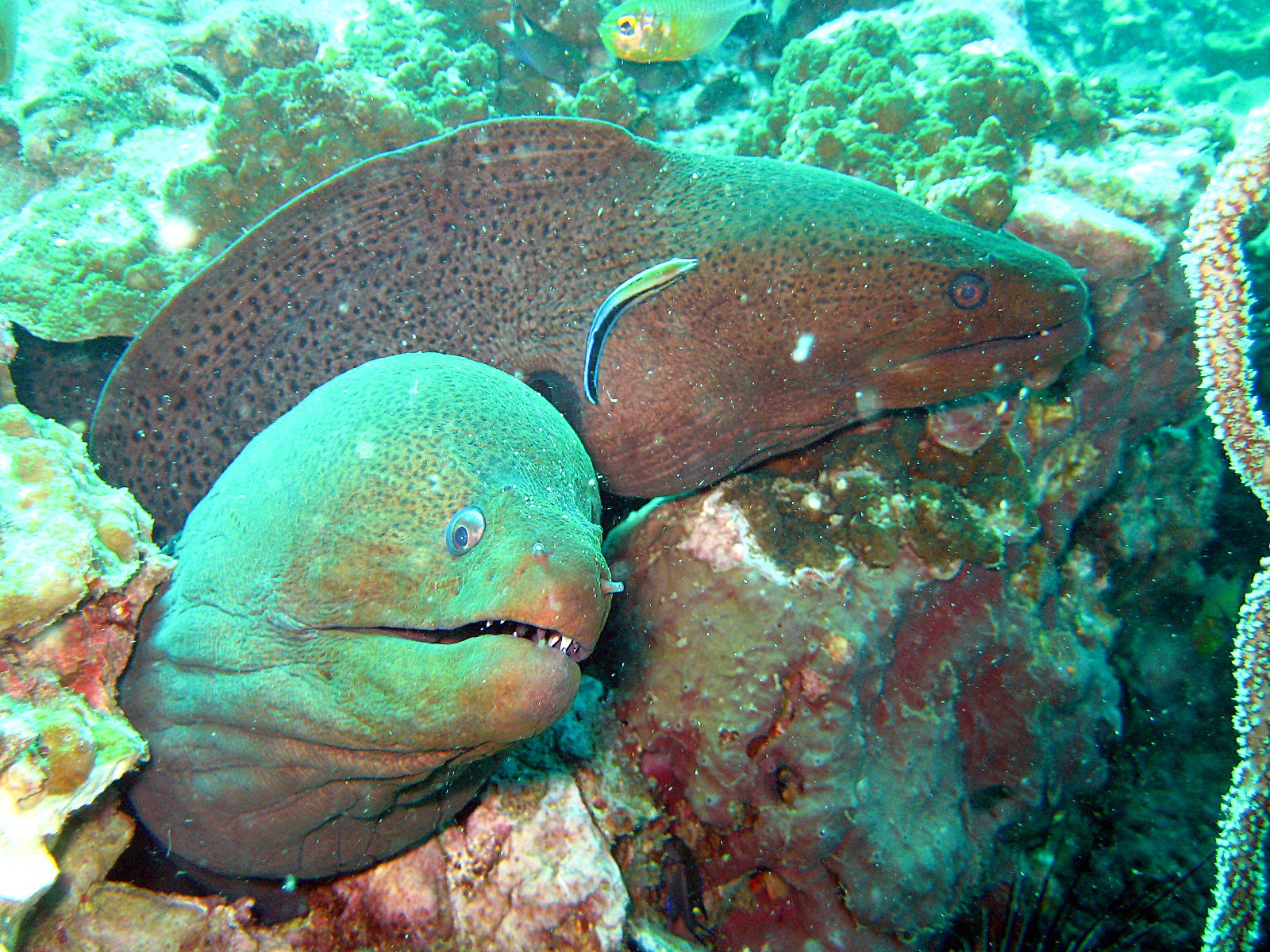 mer murènes andaman