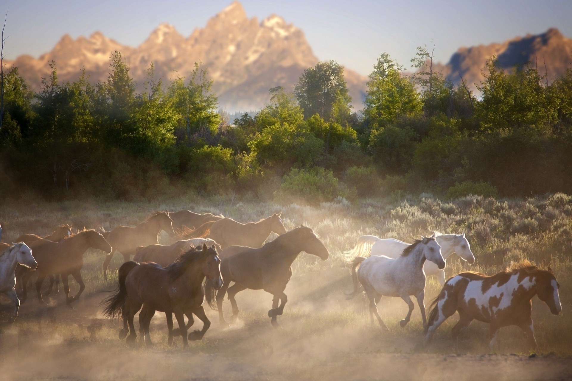 manada caballos naturaleza