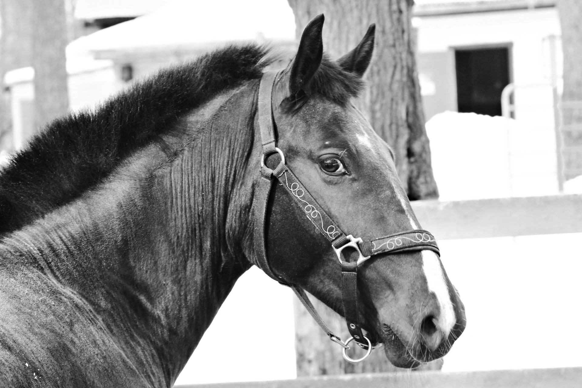 aspecto dientes caballo blanco y negro