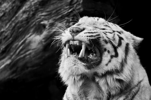 Белый тигр показывает клыки черно-белое фото