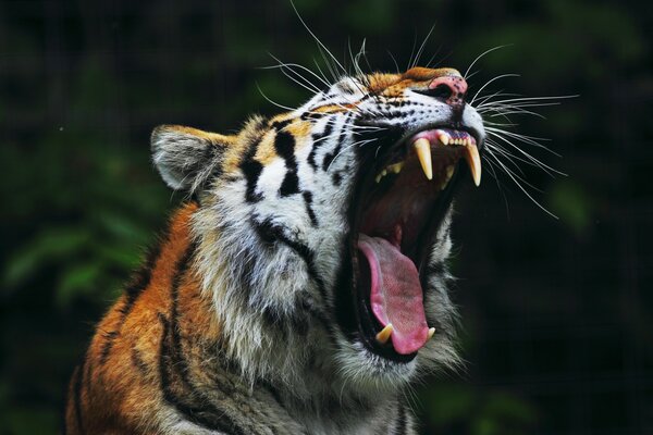 Das Brüllen eines wütenden Tigers vor dem Hintergrund der Natur