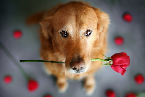 Chien roux avec une rose dans les dents