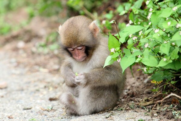 La piccola scimmia guarda la pianta
