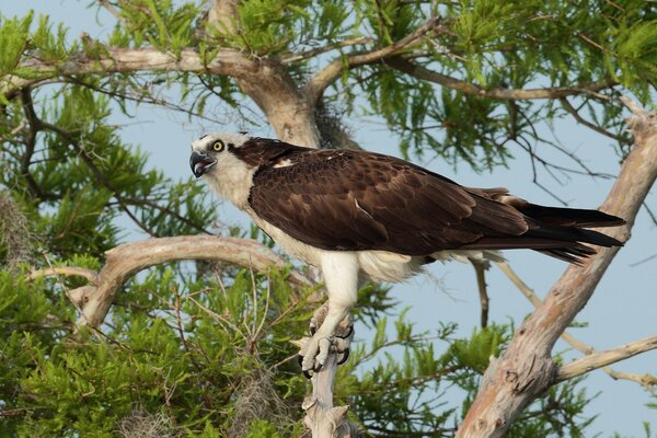 A bird of prey in search of prey