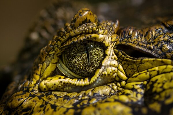 El ojo Aproximado del cocodrilo manchado