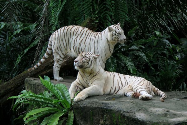 Couple de tigres blancs en vacances