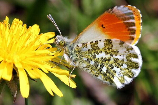 Butterfly on a flower in macro format