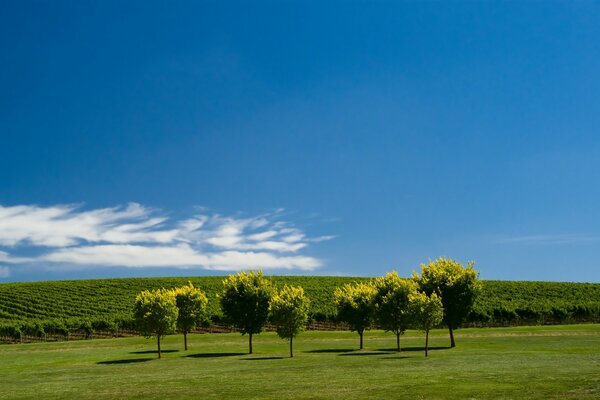 Pré d été avec des arbres sur fond de ciel