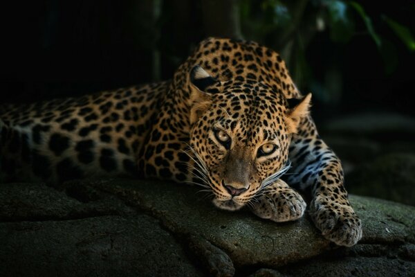 Hermoso leopardo descansa sobre las piedras