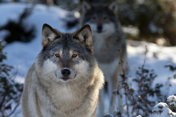 Los enfermeros del bosque en el bosque cubierto de nieve