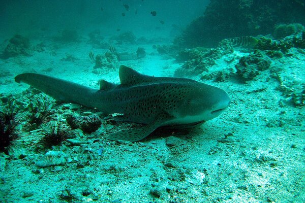 Leopard shark lurking at the bottom