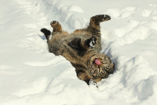 The cat is lying in the snow. The cat is licking his lips
