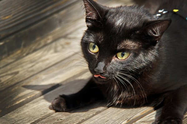 Gato negro de ojos amarillos se muerde la lengua