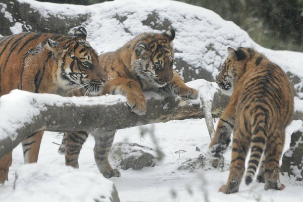 Tigri dell Amur nella foresta invernale