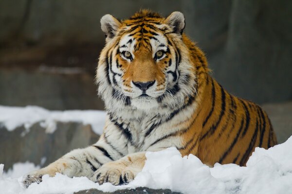 Amur tiger lying in the snow