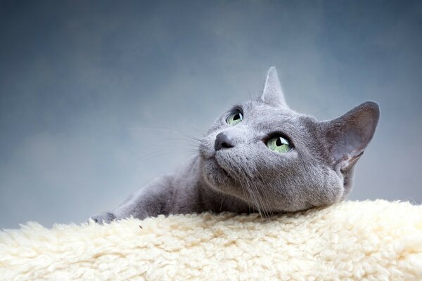 The green-eyed gray cat is resting