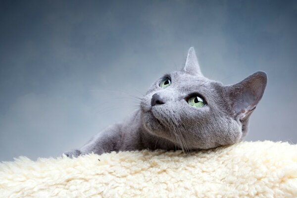 El gato gris de ojos verdes descansa