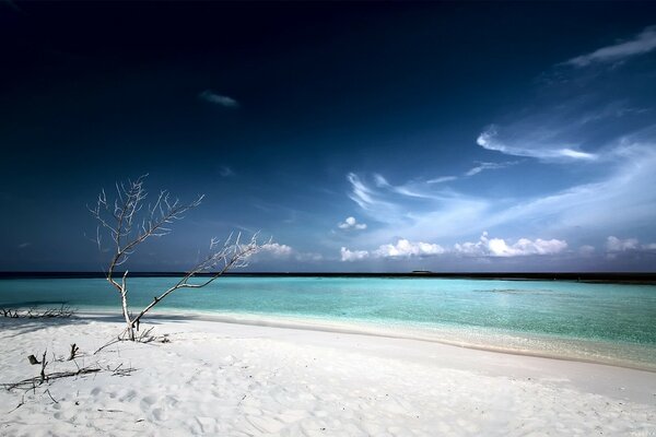 Sable blanc sur la plage avec un arbre