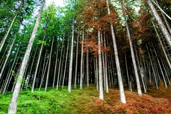 Árboles multicolores, arbustos y hierba en el bosque