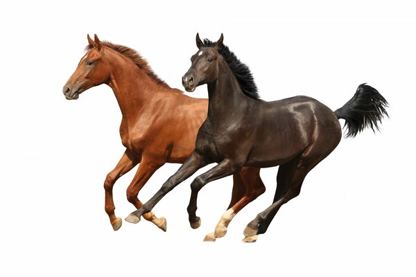 A pair of running horses on a white background