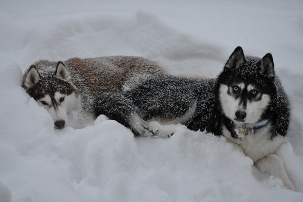 Two huskies in the snow in winter