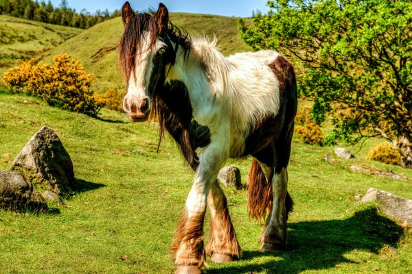 Beau cheval marchant sur l herbe