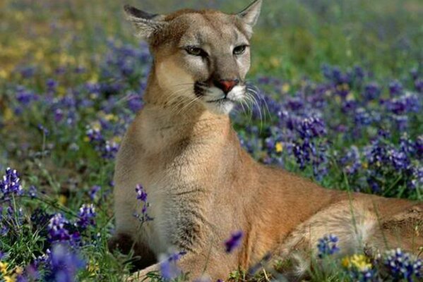 Wildkatze in Blumen auf der Wiese