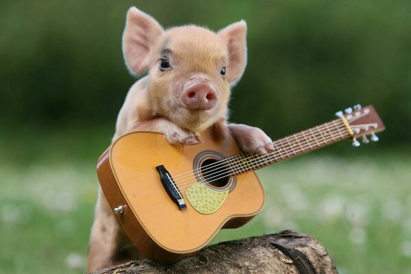 Schweinchen mit Gitarre auf einem Hanf auf einer Wiese Hintergrund