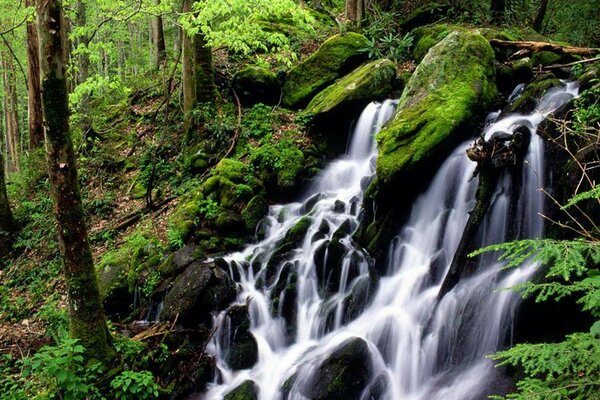 Maravilla natural cascada en el bosque