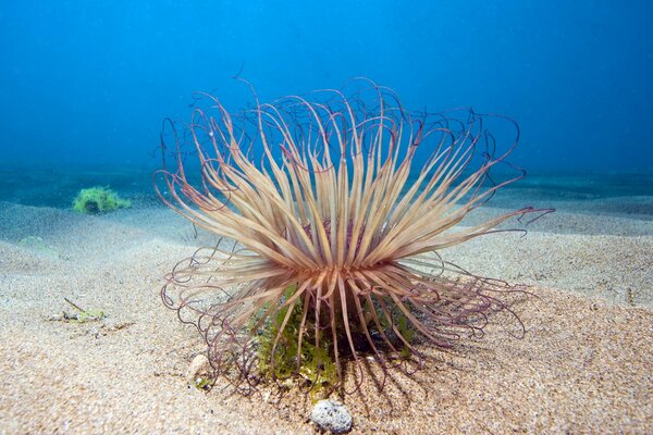 Pianta nella sabbia in profondità