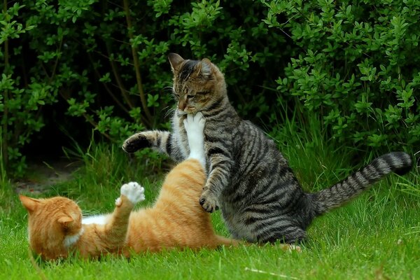 Chats sur l herbe verte