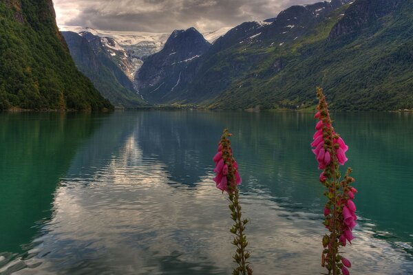 Розовые цвета в долине норвегии
