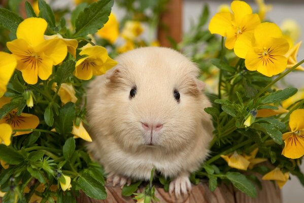 Meerschweinchen in gelben Farben