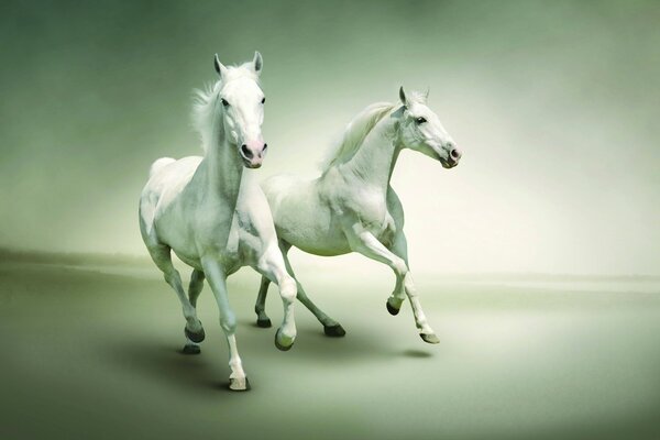 Couple de chevaux blancs en course