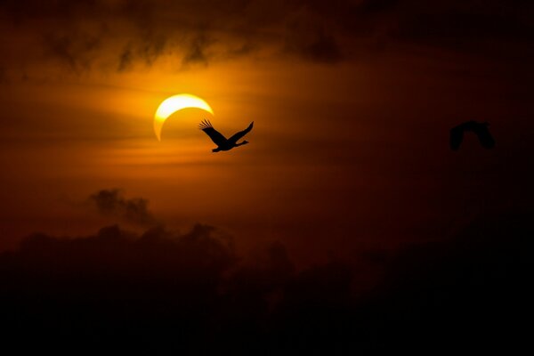 Flying swans on the background of a solar eclipse