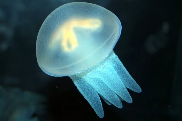 Blue jellyfish in the sea