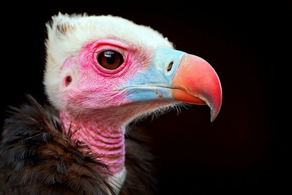 A bird of prey with a colored beak