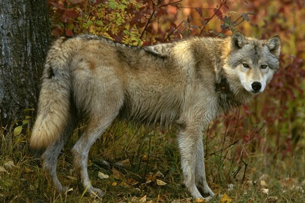 Lobo gris en otoño en el bosque