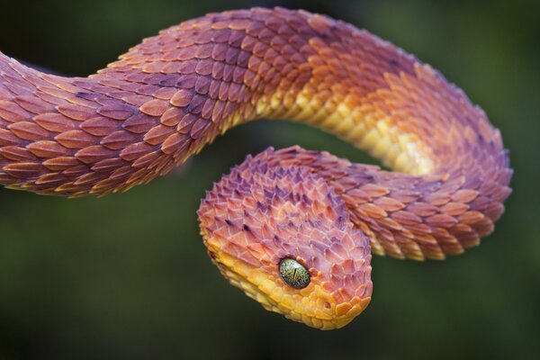 Gros plan d un serpent rouge-orange avec des yeux verts