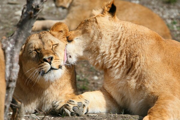 Comadreja de León. Un par de leones tomando el sol