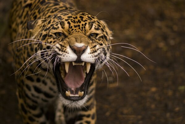 Un gato salvaje en una sonrisa malvada