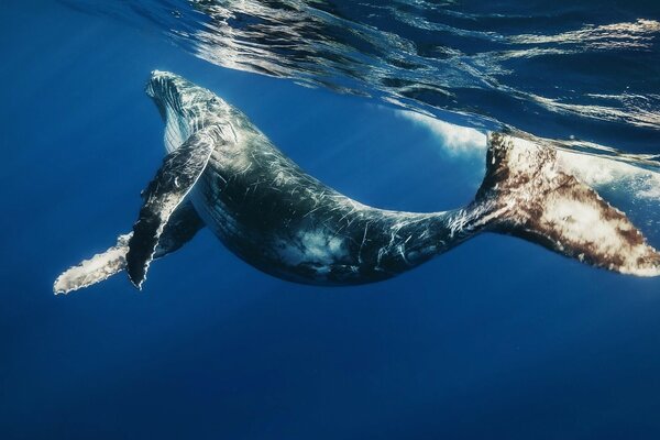 Delfino elegante che nuota sott acqua