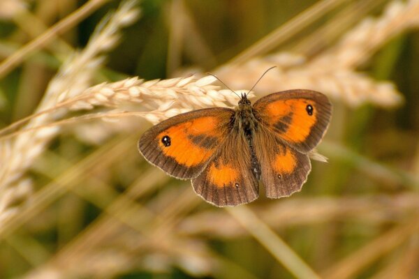 A beautiful butterfly sits on a mature spikelet